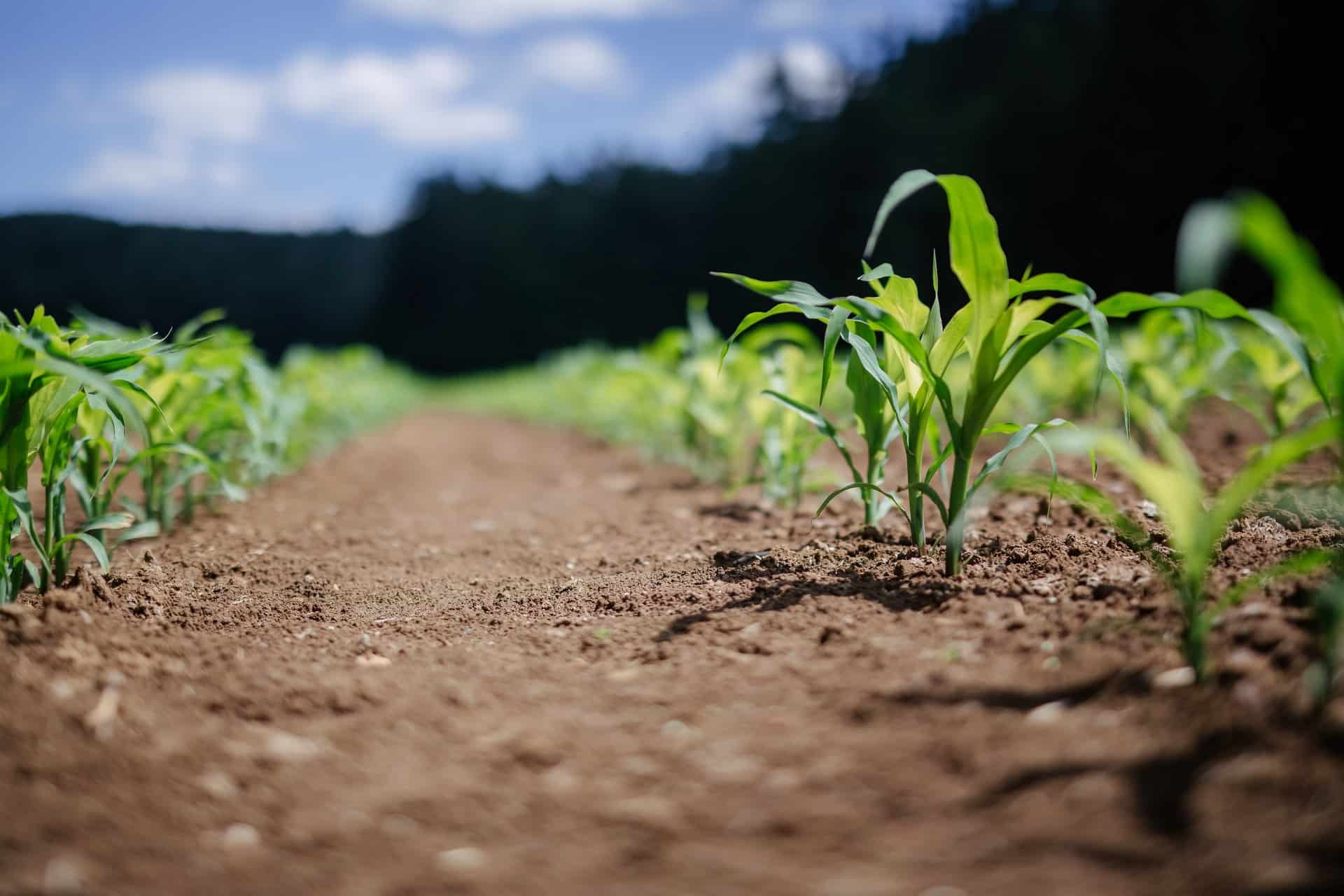 agriculture développement durable