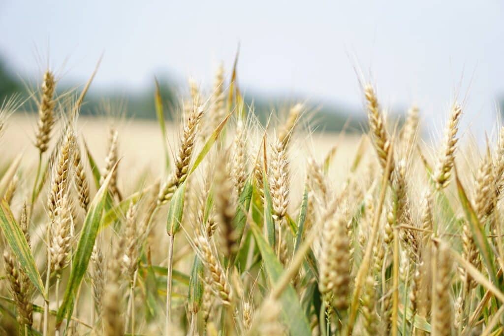 produits phytosanitaires